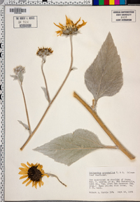 Helianthus argophyllus image