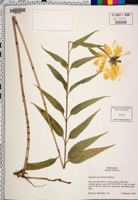 Helianthus grosseserratus image