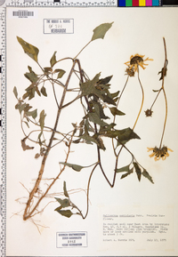 Helianthus petiolaris image