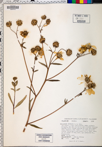 Helianthus simulans image