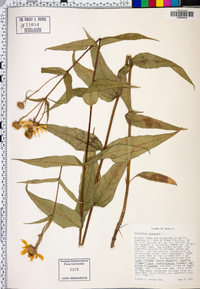 Helianthus strumosus image