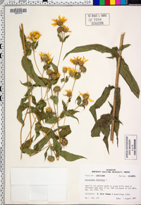 Helianthus strumosus image