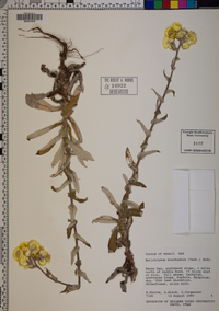 Helichrysum bracteatum image