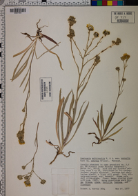 Hemizonia multicaulis image