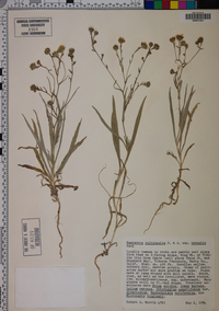 Hemizonia multicaulis image