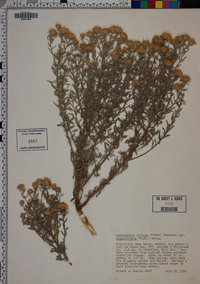 Heterotheca villosa var. angustifolia image