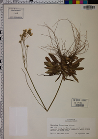 Hieracium piloselloides image