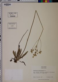 Hieracium piloselloides image