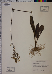 Hieracium gronovii image