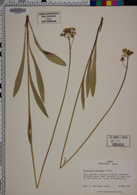 Hieracium caespitosum image