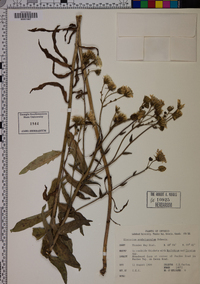 Hieracium scabriusculum image