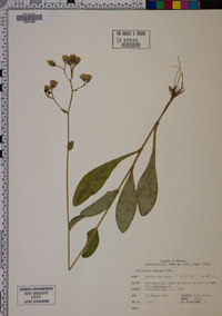 Hieracium scabriusculum image