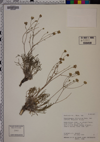 Hymenopappus filifolius image