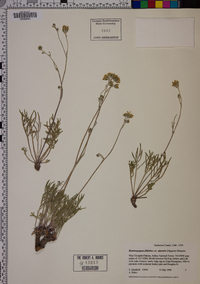 Hymenopappus filifolius var. alpestris image