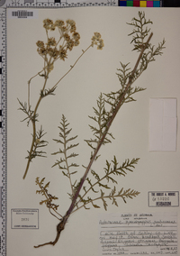 Hymenopappus scabiosaeus image