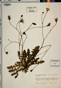 Hypochaeris radicata image