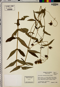 Jamesianthus alabamensis image