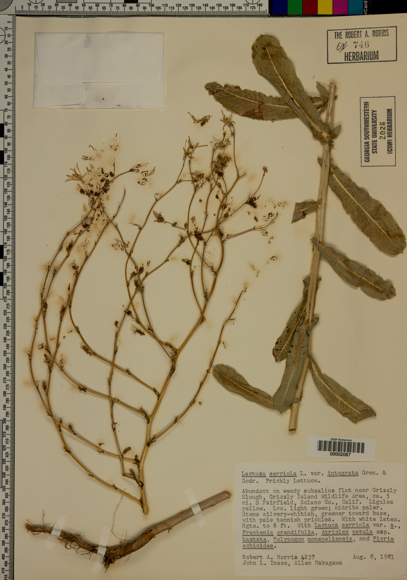 Lactuca serriola var. integrata image