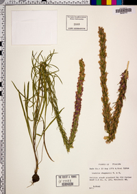 Liatris chapmanii image