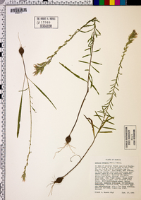 Liatris elegans image