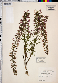 Liatris gracilis image