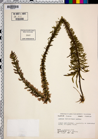 Liatris provincialis image