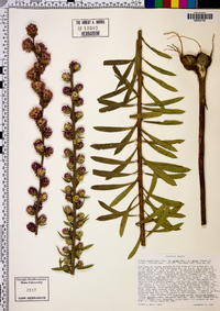 Liatris squarrulosa image