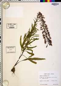 Liatris tenuifolia image