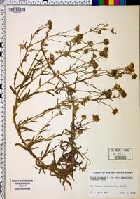 Madia elegans subsp. densifolia image