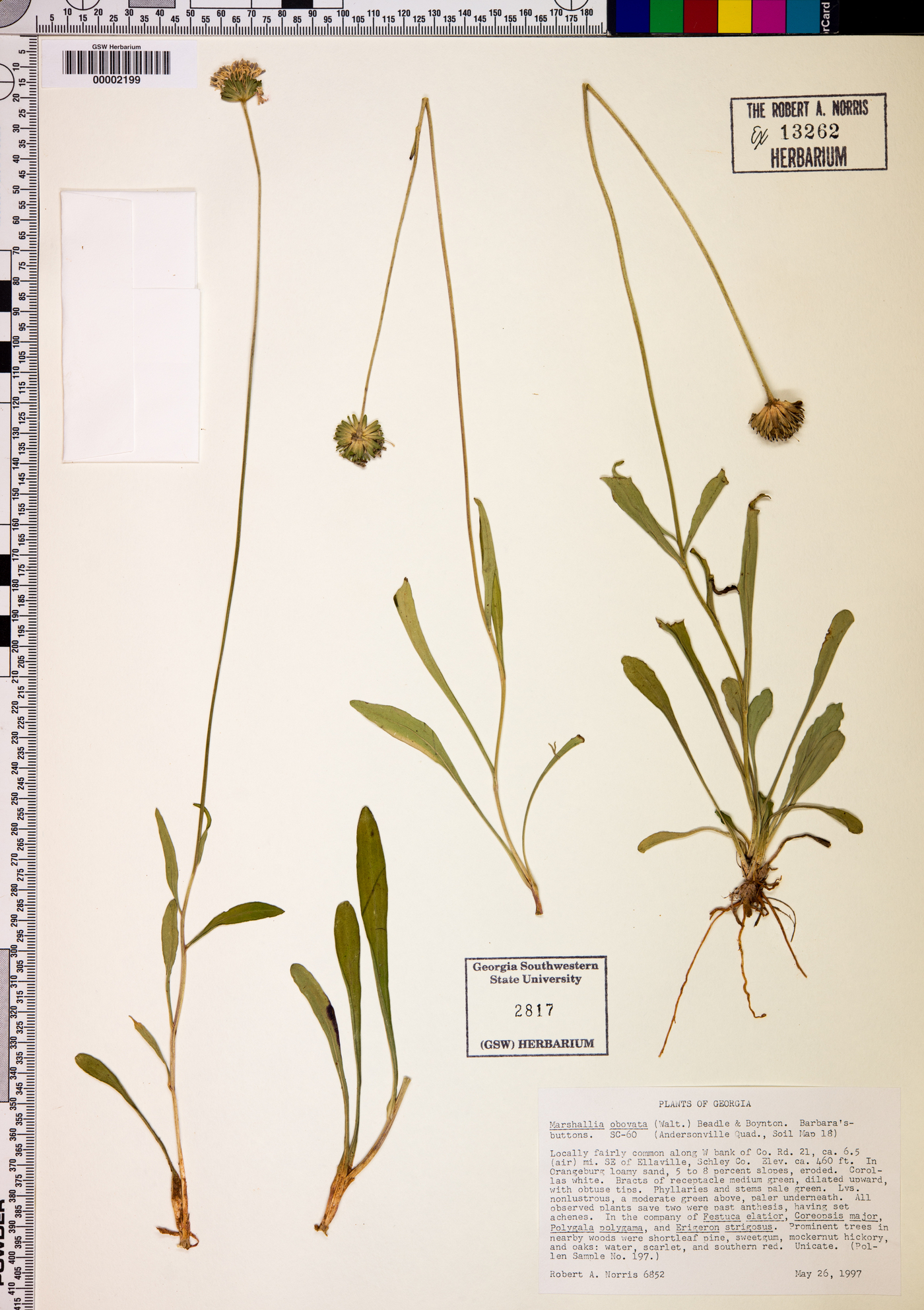 Marshallia obovata image