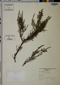 Olearia lepidophylla image