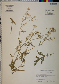 Parthenium hysterophorus image