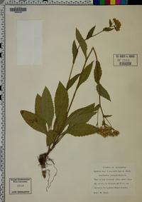 Parthenium integrifolium image