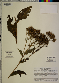 Parthenium integrifolium image