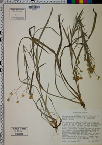 Pityopsis graminifolia image