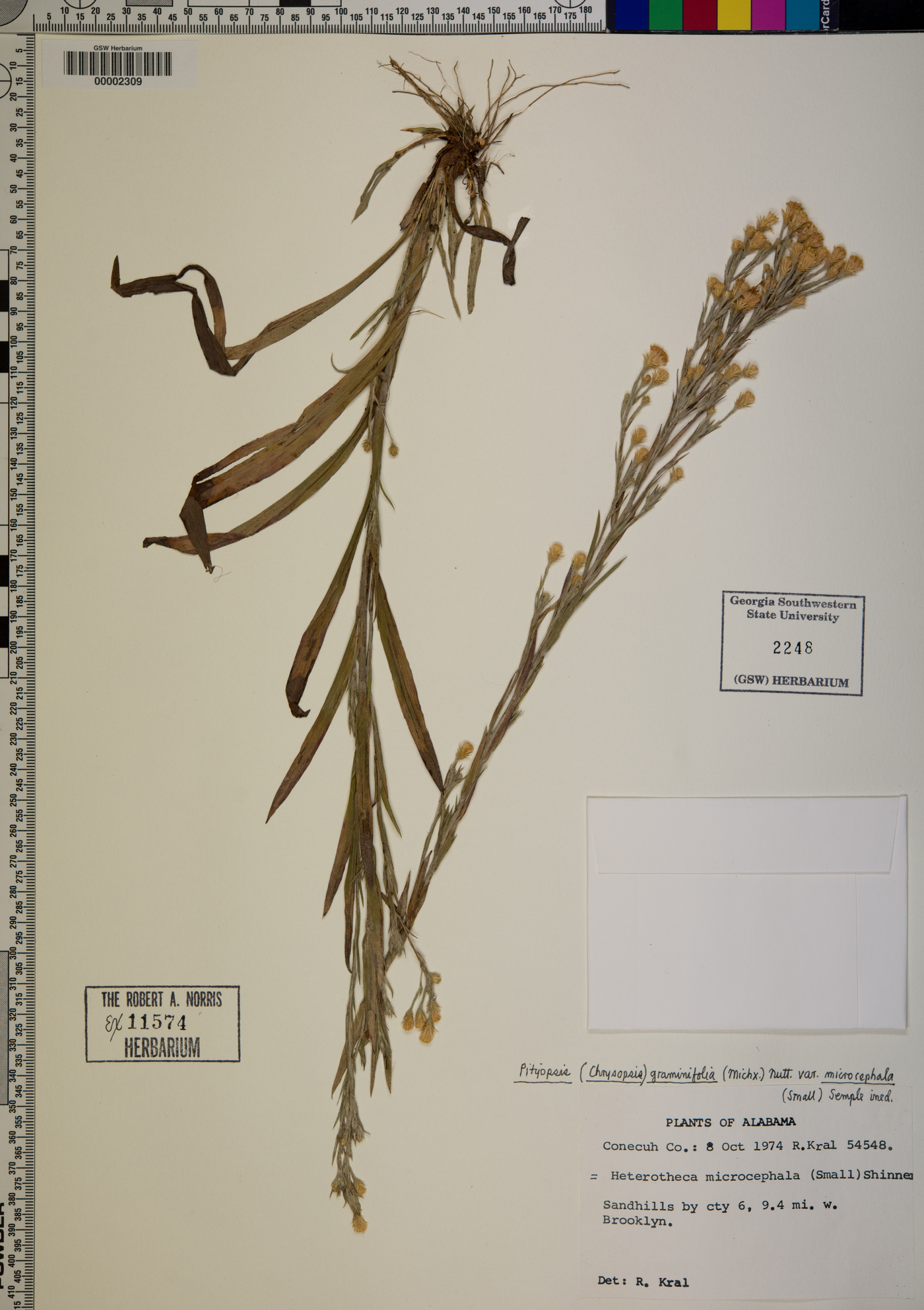 Pityopsis graminifolia var. microcephala image