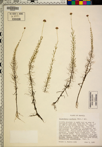 Sclerolepis uniflora image