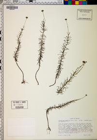 Sclerolepis uniflora image