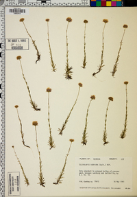 Sclerolepis uniflora image