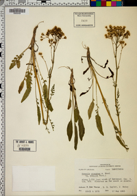 Senecio anonymus image