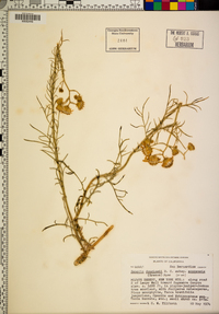 Senecio flaccidus var. monoensis image