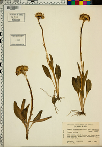 Senecio integerrimus var. exaltatus image