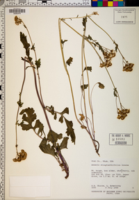 Packera streptanthifolia image