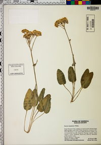 Packera tomentosa image