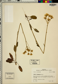 Packera tomentosa image