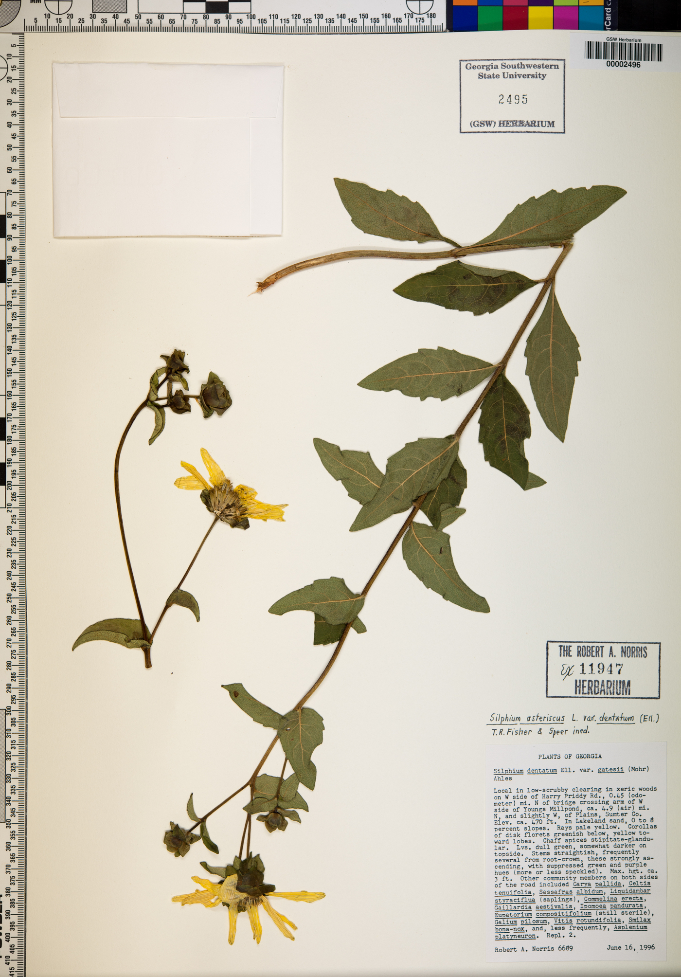Silphium radula image