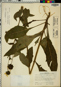 Silphium asteriscus image