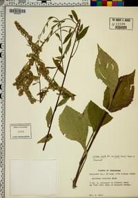 Solidago boottii image