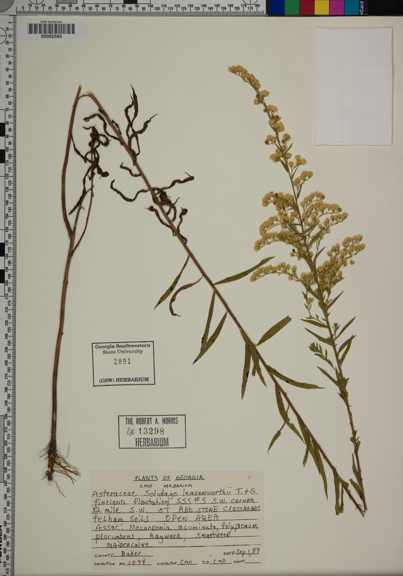 Solidago leavenworthii image