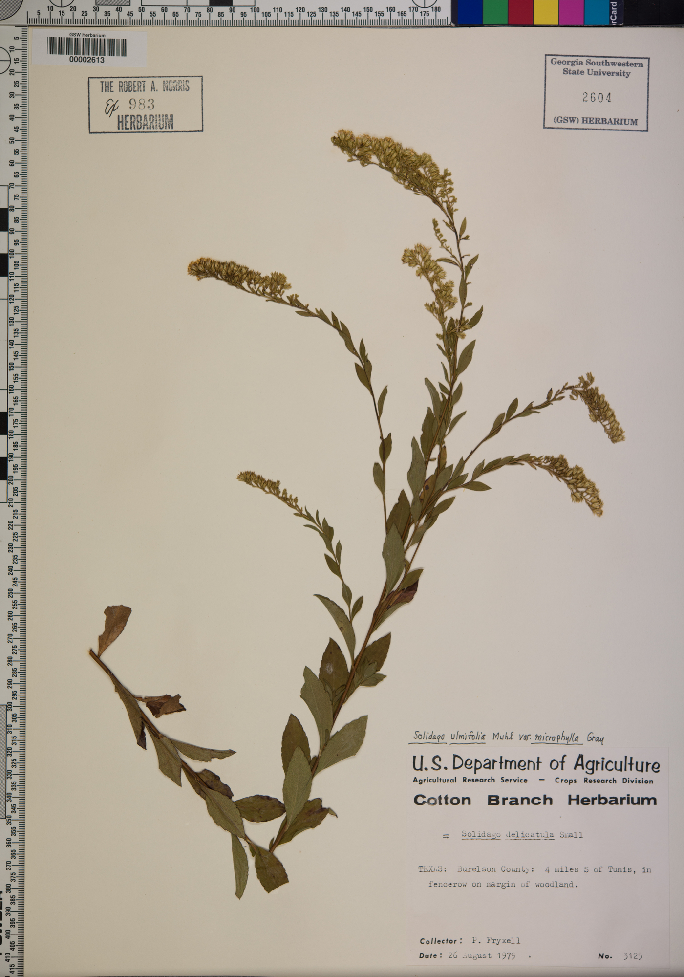 Solidago delicatula image